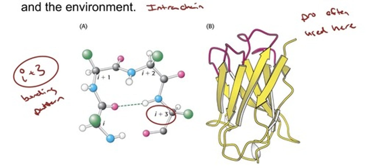 <p>- Turns and loops invariably lie on the surfaces of proteins and thus often participate in interactions between other proteins and the environment.</p>