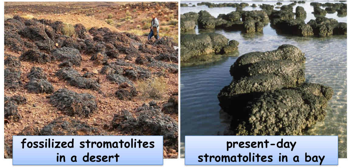 <p>Earliest Evidence of Life</p>
