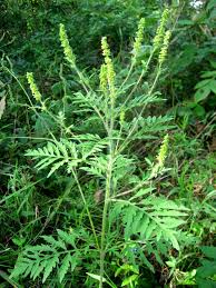 <p>Ragweed</p>