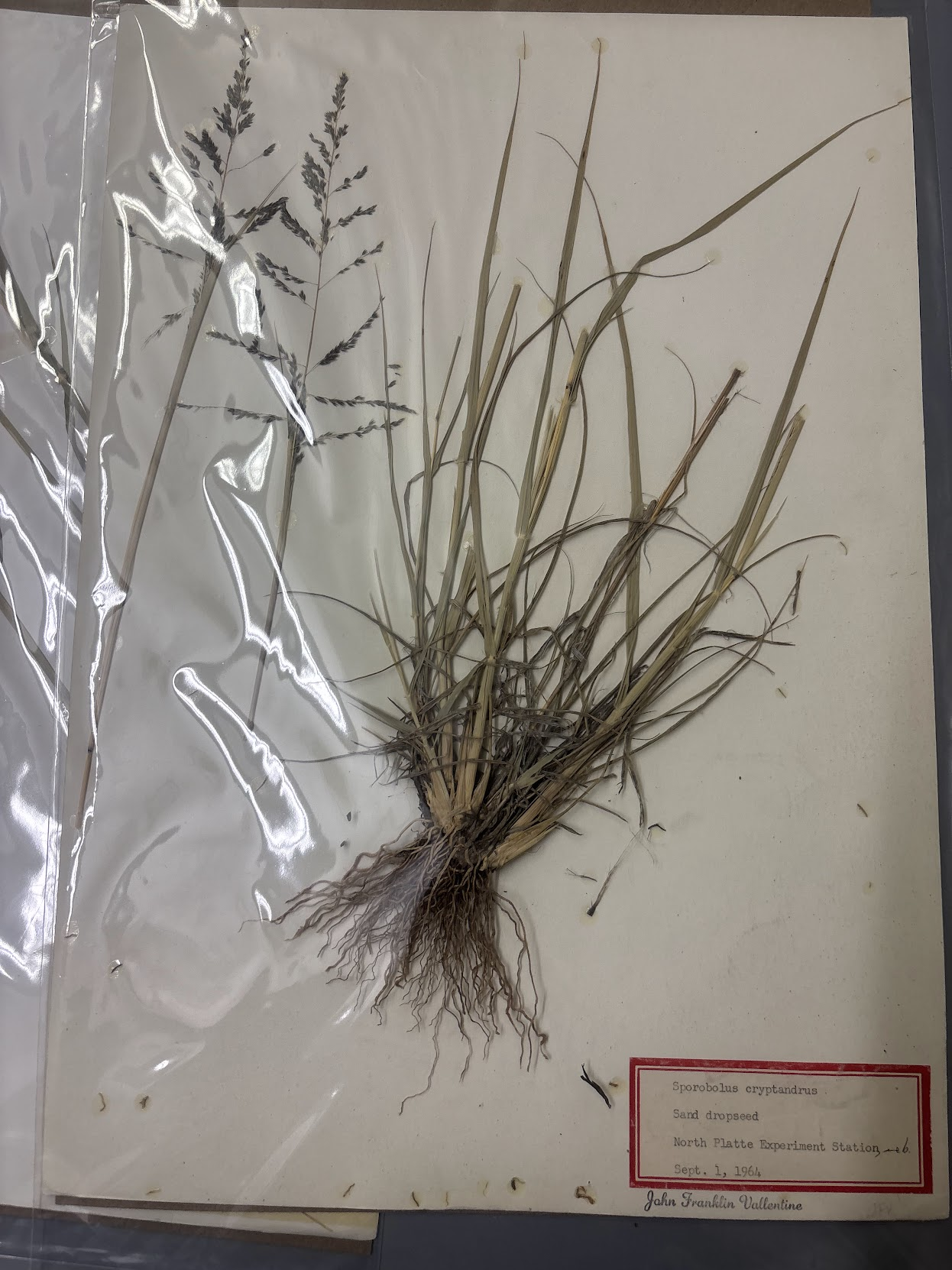 <p>• Panicle with tiny spikelets • Inflorescence often included in the sheath , Hairy collar</p>