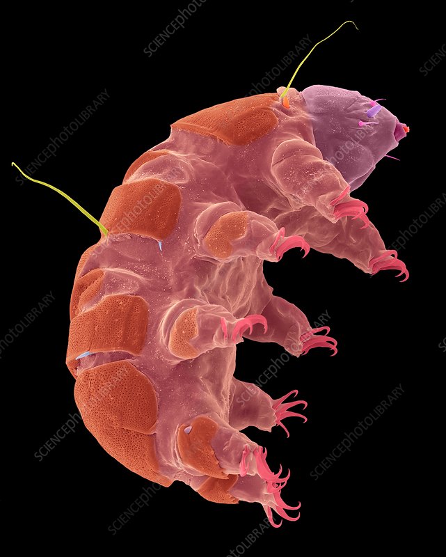 <p>Kmeň: Tardigrada (pomalky)</p>