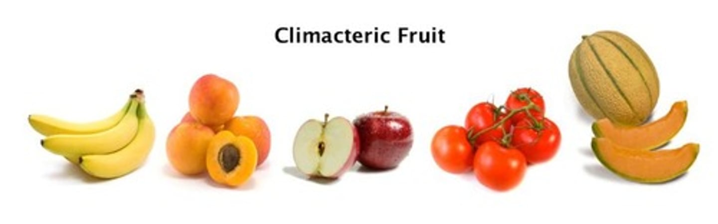 <p>Climacteric (ripens after harvesting) and non-climacteric (does not ripen after harvesting).</p>
