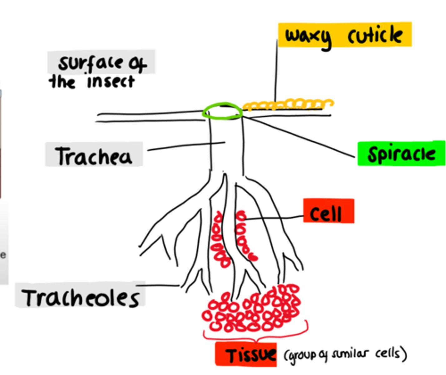 <p>1) Insects have a tracheae which they use for gas exchange. 2) Air moves into the tracheae through pores on the surface called spiracles</p><p>3) Oxygen travels down the concentration gradient towards the cells.</p>