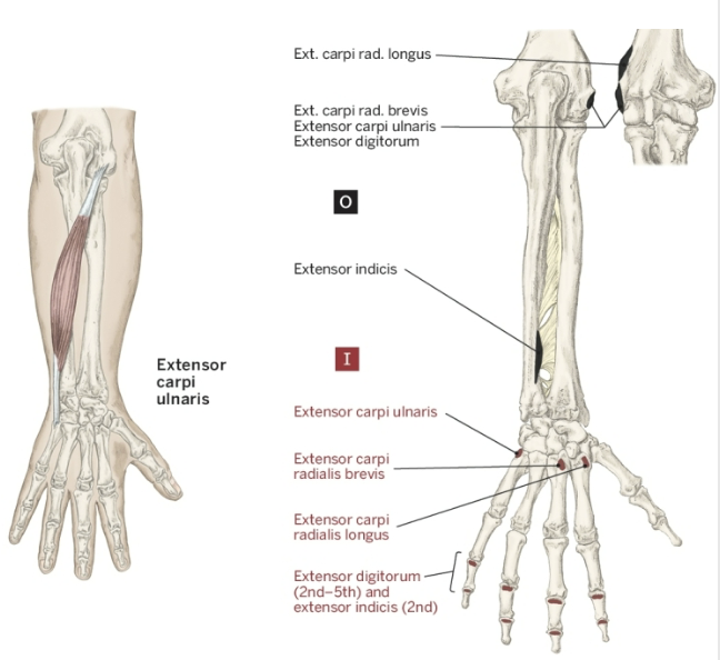 <p>Nerve that the Extensor Carpi Ulnaris innervates</p>