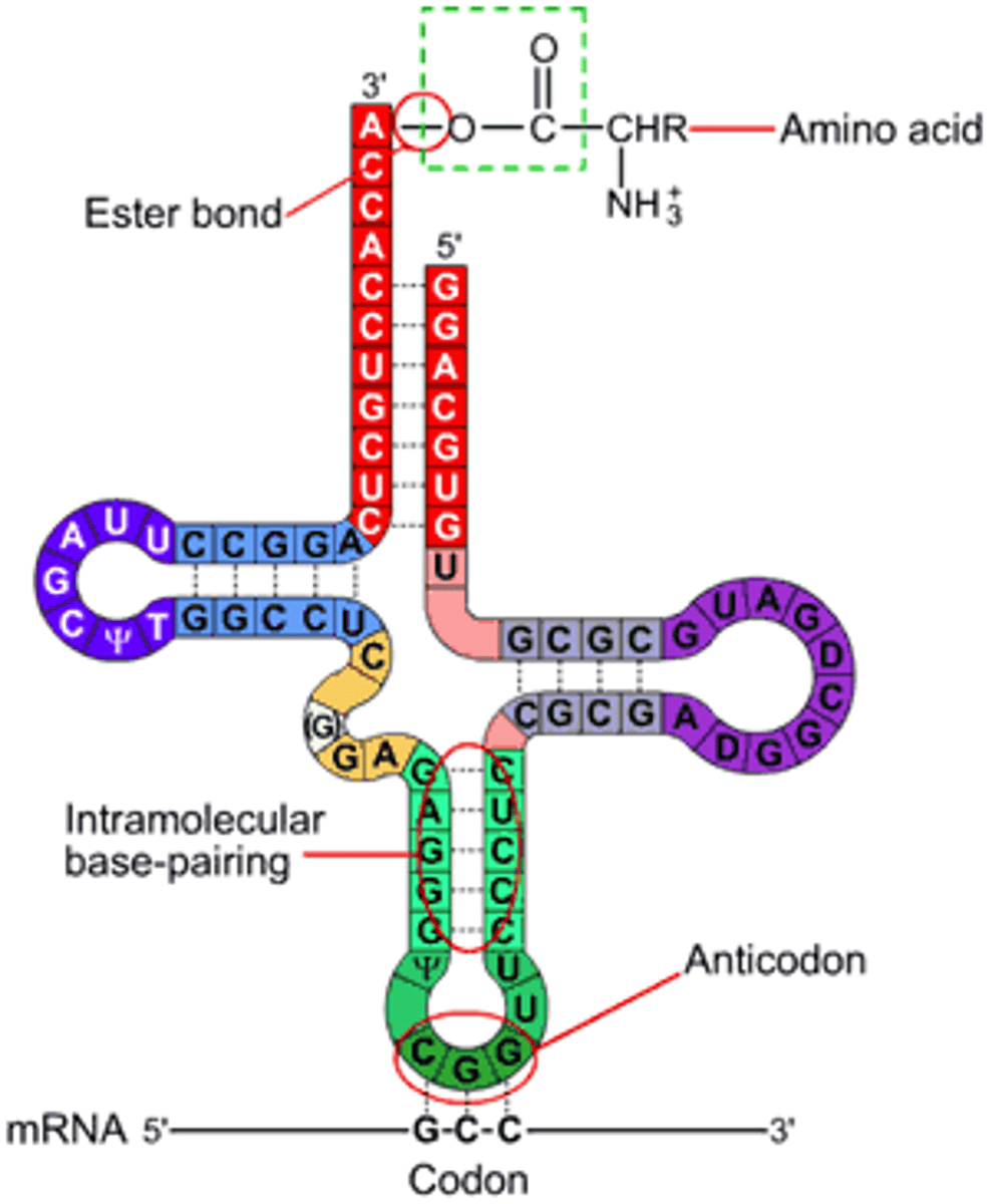 <p>● Single stranded polynucleotide.</p><p>● Found in cytoplasm only</p><p>● Fewer nucleotides than mRNA.</p><p>● Folded into a clover shape;</p><p>Hydrogen bonds between specific base pairs hold the molecule in this shape.</p><p>● Anticodon on one end: specific sequence of 3 bases</p><p>● Amino acid binding site at the other end.</p>