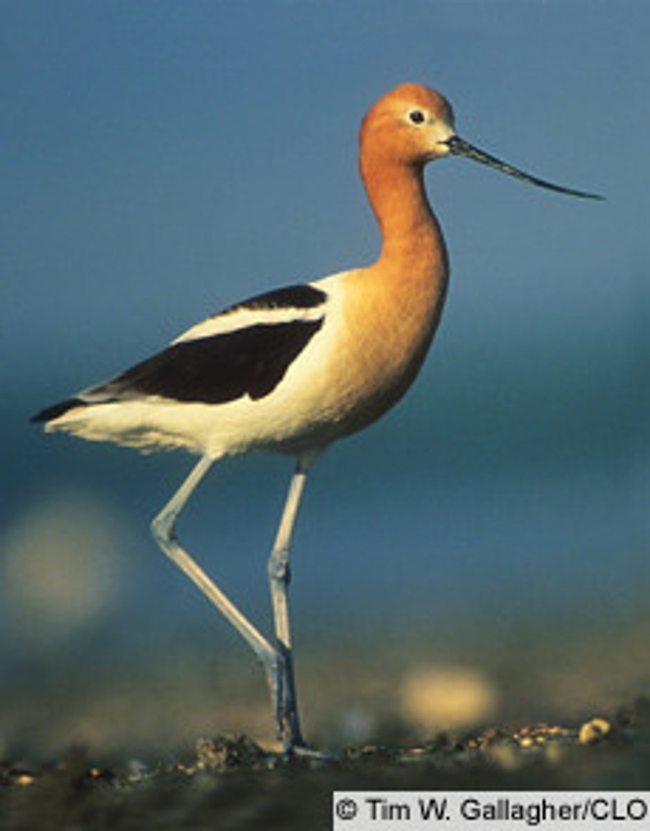 <p>Charadriiformes</p><p>Recurvirostridae</p>