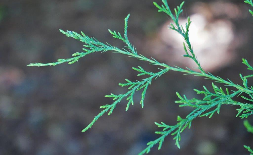 <p><em>Juniperus virginiana</em></p>