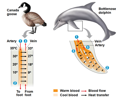 <ol><li><p>regulation of blood flow near the body surface </p></li><li><p>they can ectotherms can alter the amount of blood flow between the body core and skin</p></li><li><p>blood flow in the skin increases, facilitating heat loss</p></li><li><p>blood flow in the skin decreases, lowering heat loss</p></li><li><p>Sharks, fishes, and insects</p></li><li><p>to help main high temperature in the thorax</p></li></ol>