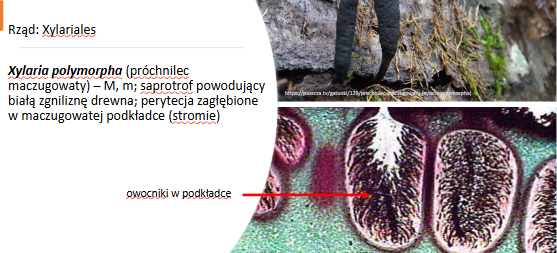 <p>Xylaria polymorpha (perytecjum)</p><p>Gr.: ASCOMYCOTA – grzyby workowe</p><p>     Podgr.: PEZIZOMYCOTINA </p>