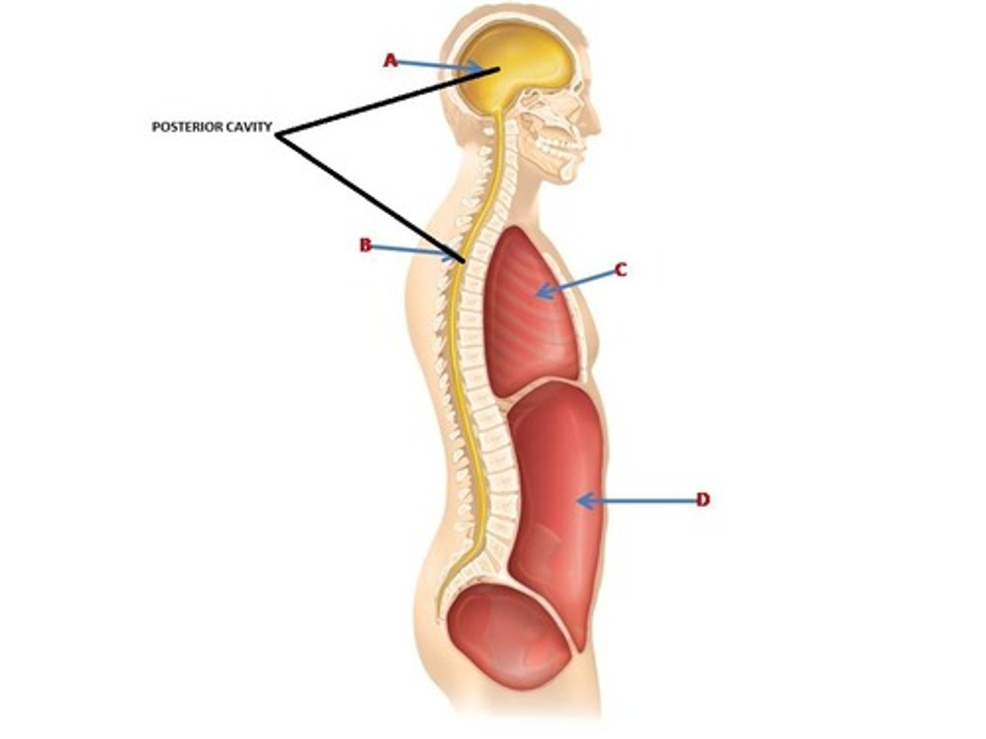 <p>Contains the brain and the spinal cord.</p>