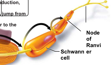 <p>Gaps between adjacent Schwann cells</p>
