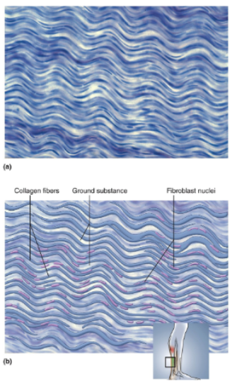 <p>Densely packed, parallel, often wavy collagen fibers; slender fibroblast nuclei compressed between collagen bundles; small amount of open space (ground substance); scarcity of blood vessels</p>