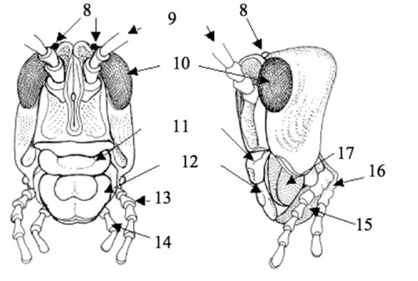 <p>label the insect mouthparts.</p>