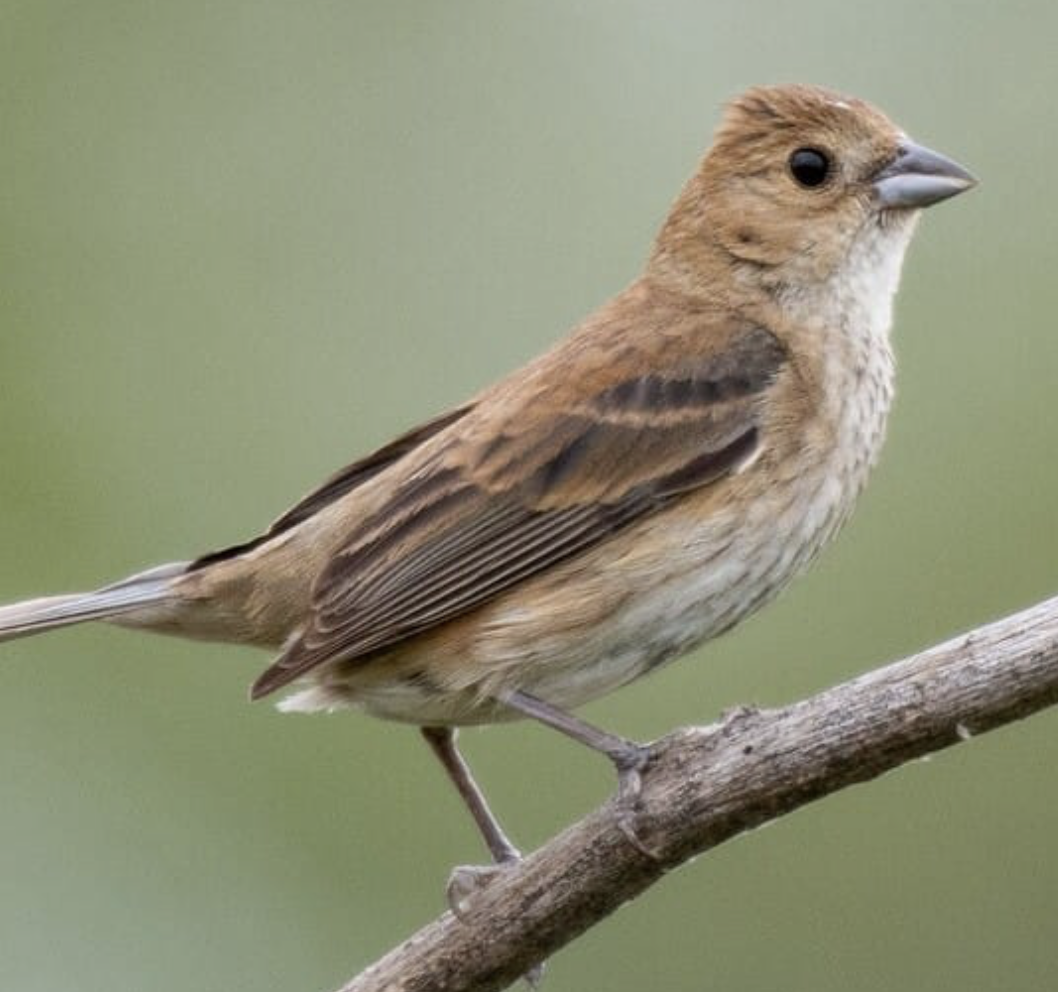 <p>Indigo Bunting&nbsp;</p><p>(short bill and tail, males are bright blue with a slightly darker blue head, gray tipped feathers)</p><p>females are brown&nbsp;</p>
