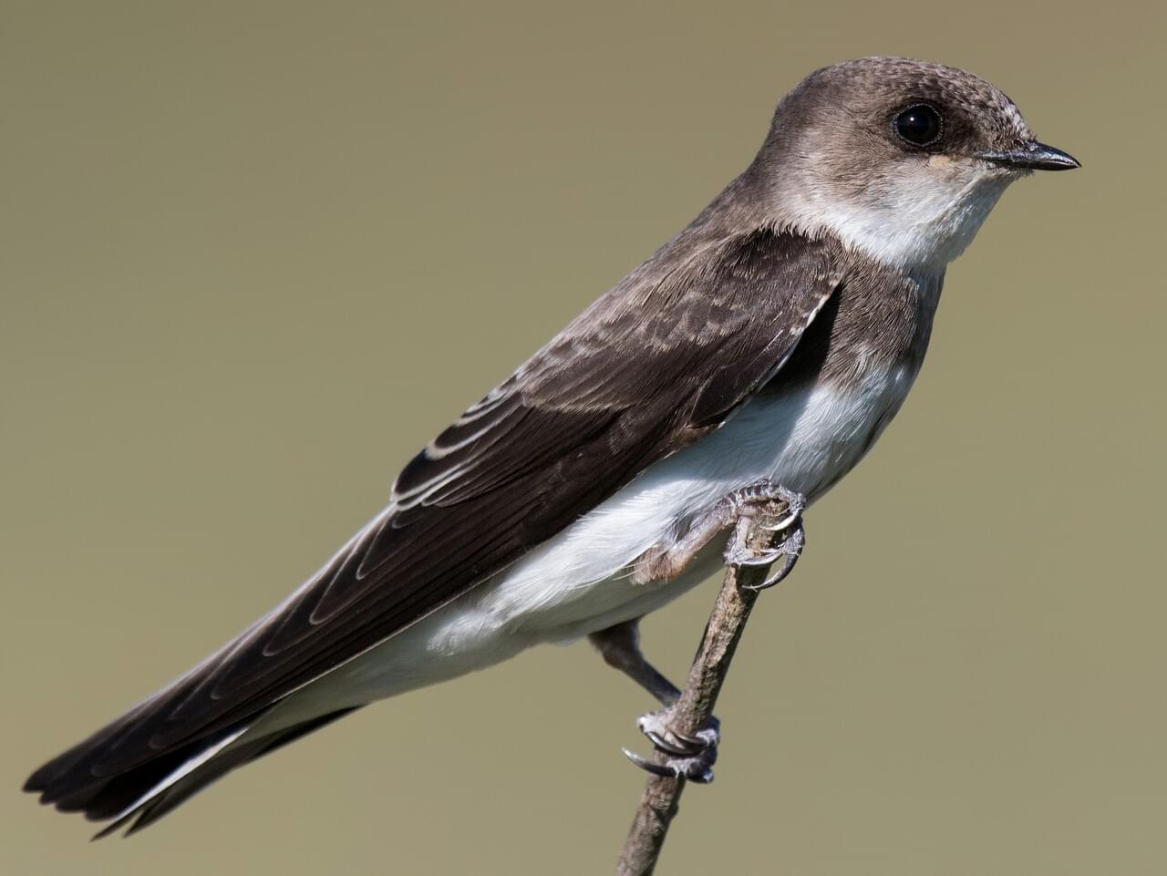 <p>Small brown swallow with dark breast band; nests colonially in sandy banks; Threatened.</p>
