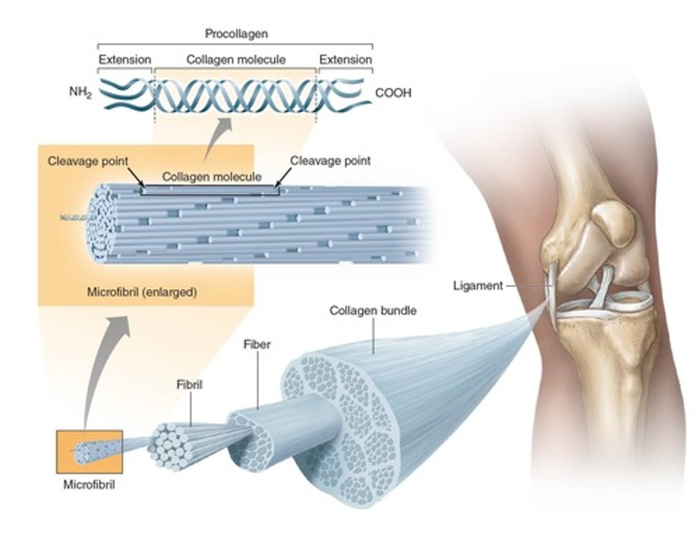 <p>An increase in collagen fibril diameter, a greater number of covalent cross-links, an increase in the number of collagen fibrils, and an increase in the packing density of collagen fibrils.</p>