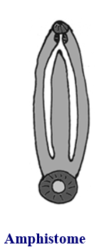 <p style="text-align: left;">Digenean suckers: amphistome </p>