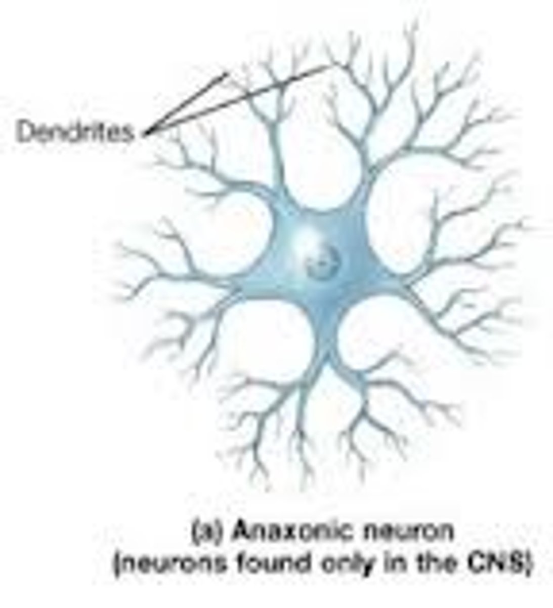 <p>only a cell body & dendrites</p><p>no axon</p>