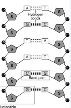 <p>Polynucleotide</p>