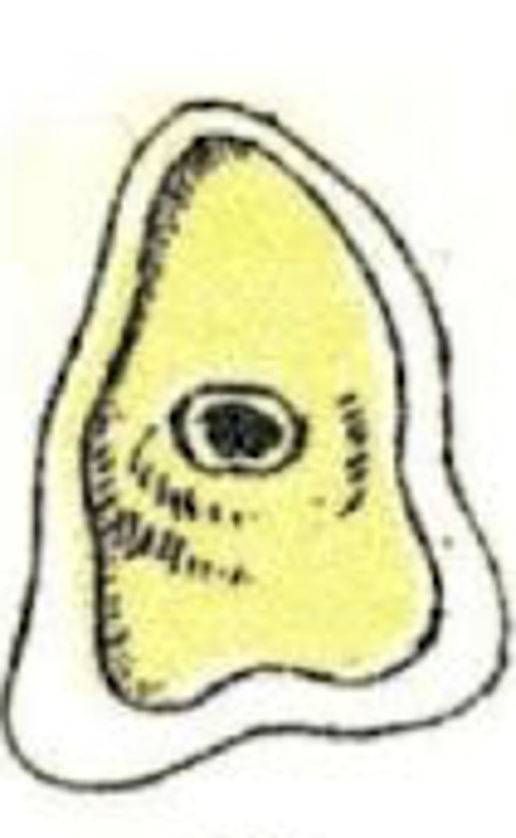 <p>What is the age of this horse?</p>