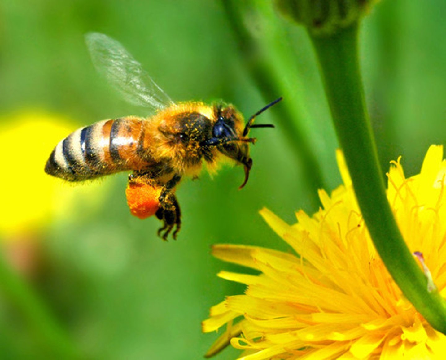 <p>a yellow and black flying insect which makes honey and can sting you</p>