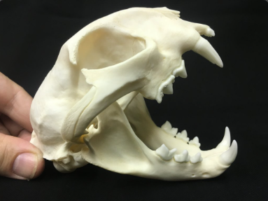<p>medium-sized skull, large eye holes, short snout, big canines (bobcats rely more on sight than smell)</p>