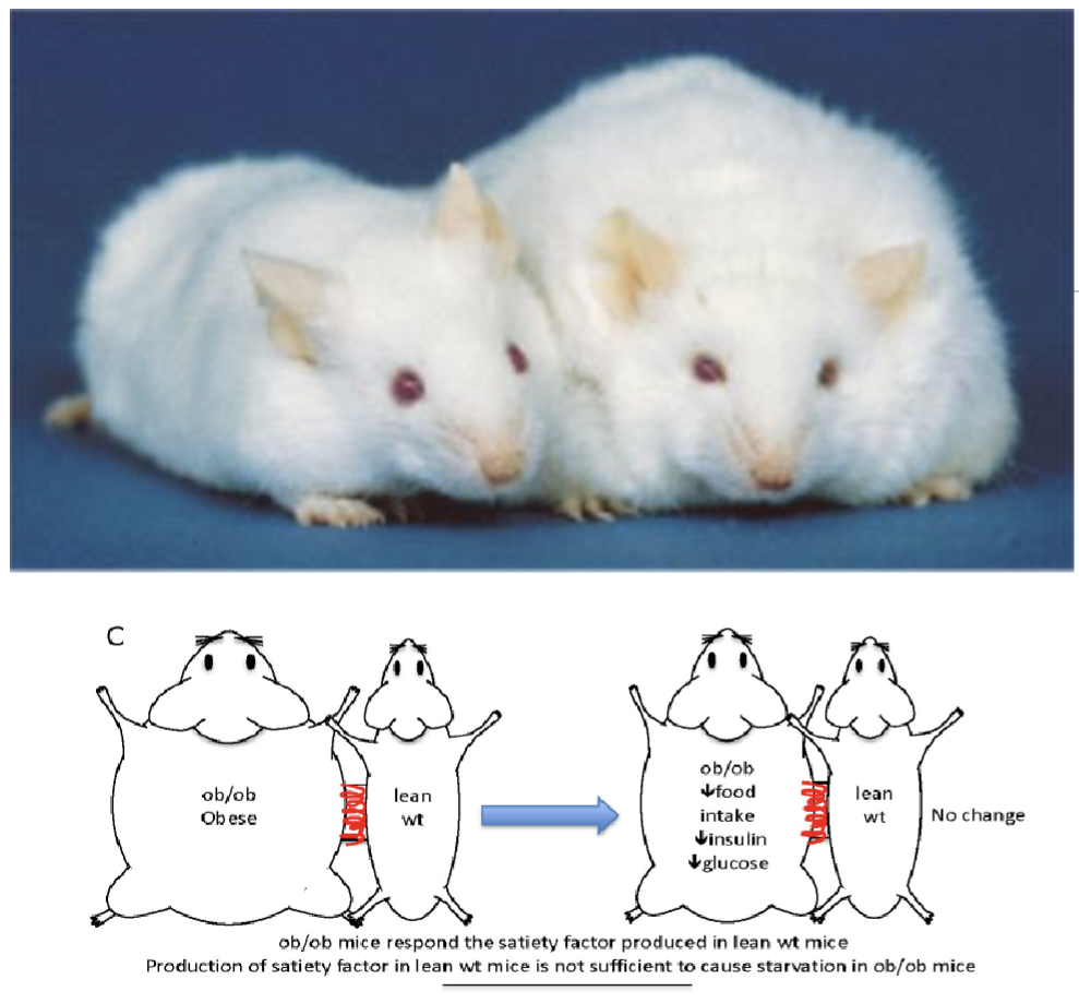 <p>Identified in mice or the (ob) mouse model</p><ul><li><p>ob mouse exhibit hyperphagia(excessive eating) leading to obesity</p></li></ul><p>Performed a parabiosis experiemnt where blood vessel from a normal mouse was connected to the ob mouse</p><ul><li><p>Surgically connected ob mouse showed decrease food intake leading to weight loss</p></li><li><p>By sharing a blood supply, normal mouse must be sharing its satiety factor with the ob</p></li><li><p>Protein hormone called leptin</p></li></ul><p></p>