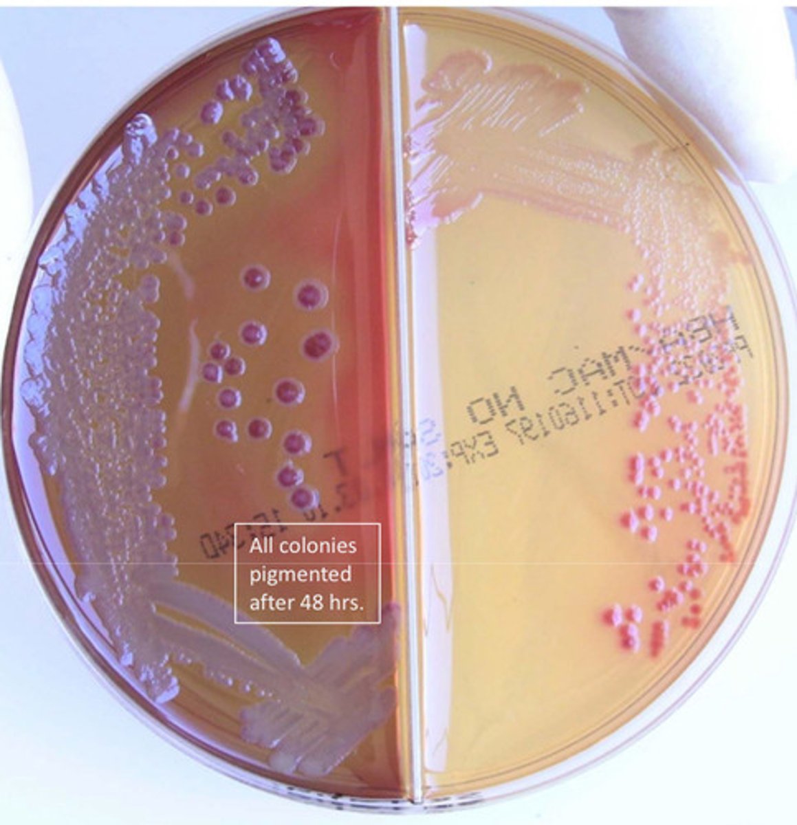 <p>GNB, red pigment, catalase pos, oxidase neg</p>