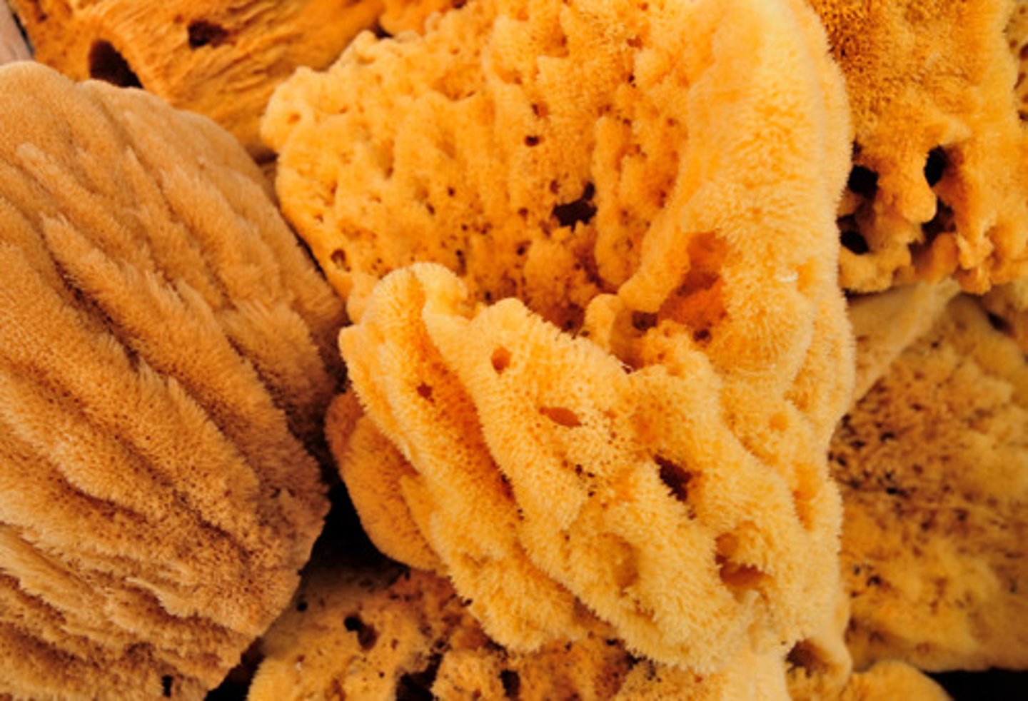 <p>Sponges</p>