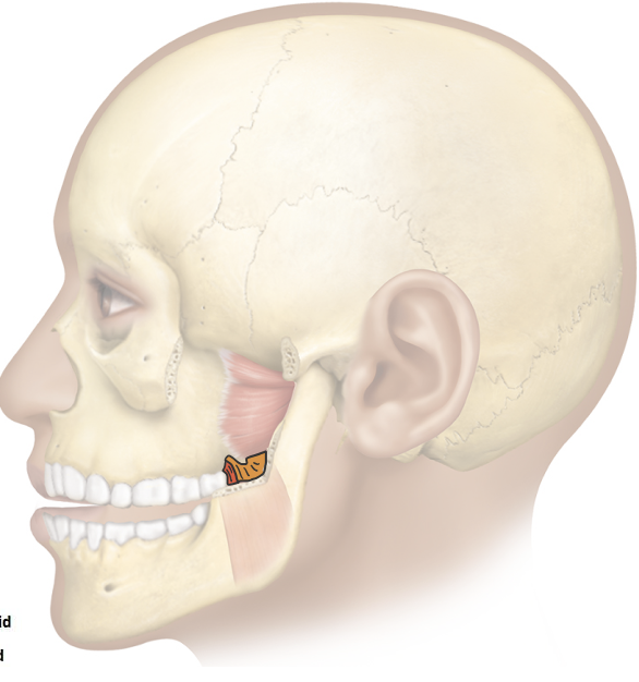 <p>Action and innervation of the mastication muscle: Medial Pterygoid</p>