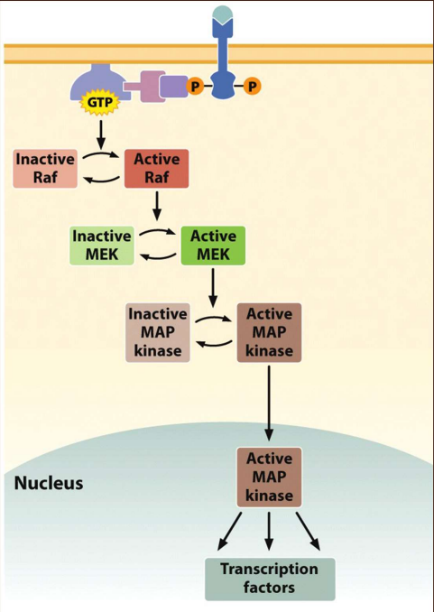 Cascade of reactions---> activated MAP kinase moves to nucleus and activates transcription factors that stimulate transcription of cell cycle genes 