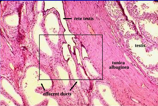 <p>Another view of the feline testis (right) and epididymis (left). </p><p>The section show the extragonadal part of the rete testis becoming continuous with the efferent ducts.</p>
