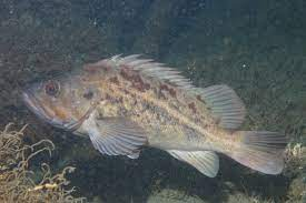* most common in puget sound
* concave forehead
* brown splotch on operculum