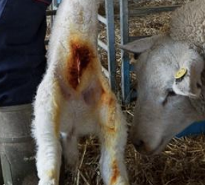 <p>What type of phlebitis occurs due to neonatal umbilical infection? It is also called naval ill, and is caused by coliforms, streptococcus, T. pyogenes, and is found alongside polyarthritis, septicemia, umbilical abscess, and hepatic abscess.</p>