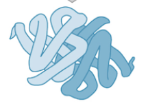 * multiple polypeptides can interact to form more complex structures