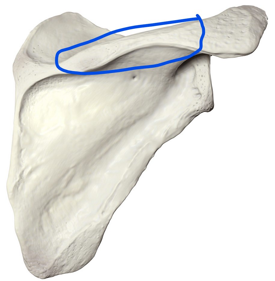 <p><span>Prominent bony ridge on the posterior surface of the scapula that separates the supraspinous fossa from the infraspinous fossa</span></p>