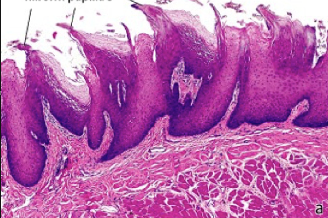 <p><em>identify the papillae:</em></p>