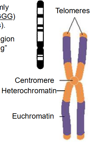 <p>Simplified Structure of Nuclear Chromosome</p>