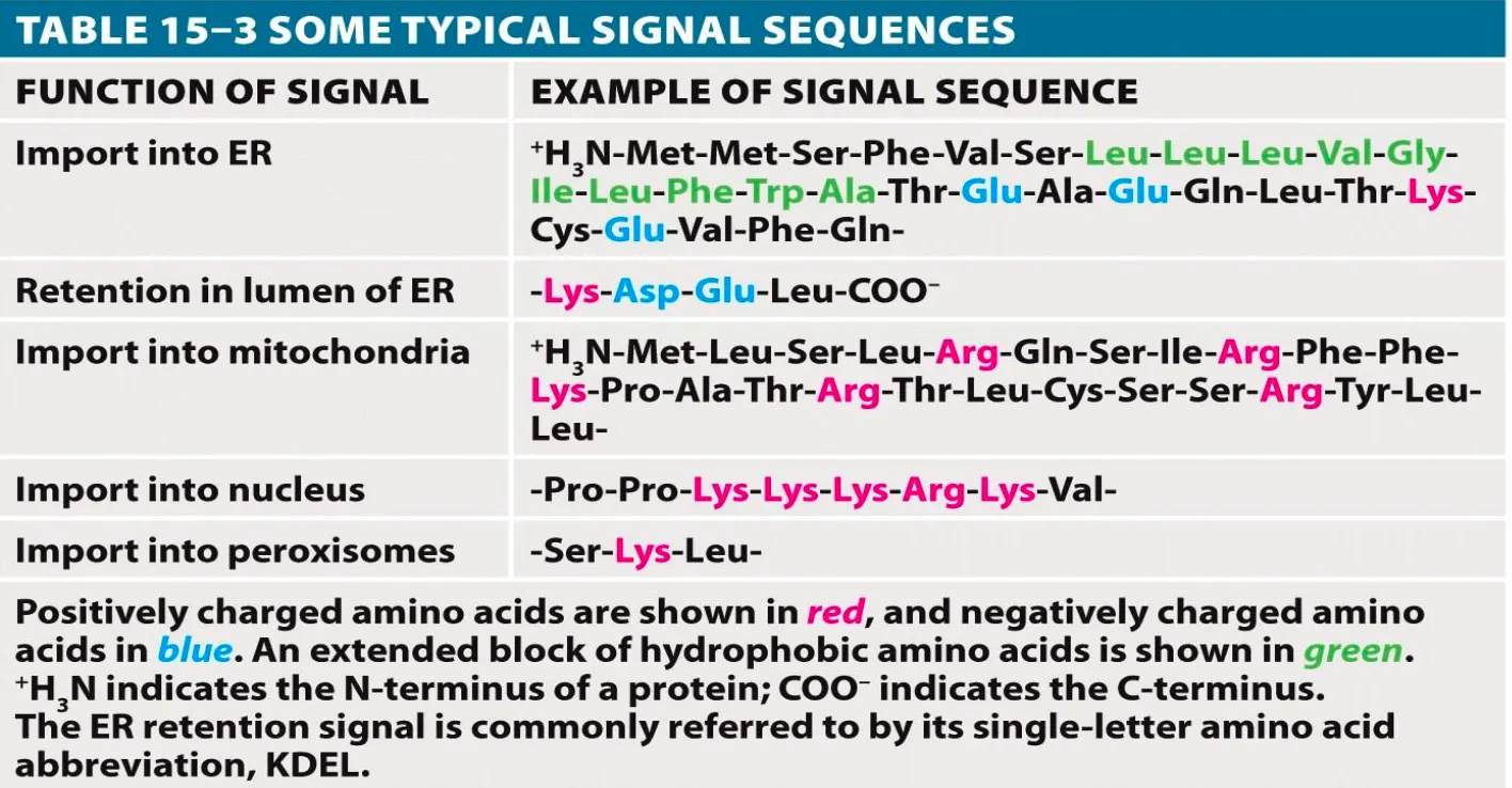 <p>These are sequences in the genetic code which are 3-30 amino acids long and are used to target specific proteins to specific organelles. They are usually recognised by a receptor and are used to target the protein to the destination.</p><figure data-type="blockquoteFigure"><div><blockquote><p><em>They are necessary and sufficient for sorting</em></p></blockquote><figcaption>me hehe</figcaption></div></figure><p></p>