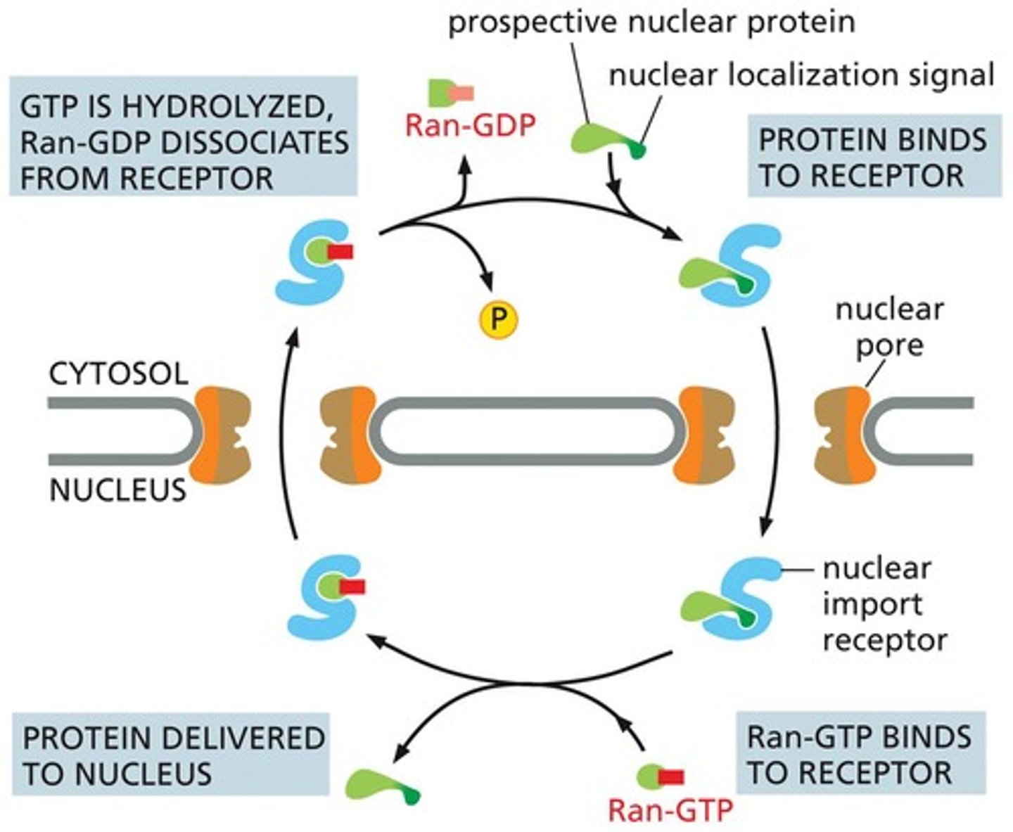 <p>Molecule facilitating protein release in nucleus.</p>