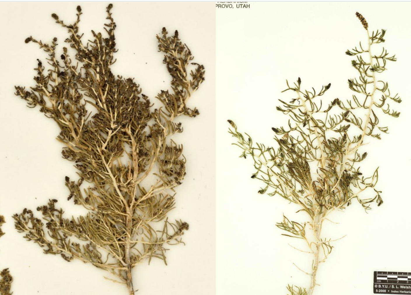 <p>White bark, 90 degree branching</p><p>upright succulent leaf</p><p>Pink tutu flowers</p>