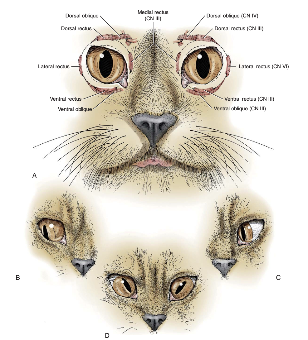 <p>Strabismus is ABNORMAL positioning of the eye&nbsp;</p><p></p><p><strong>Lesion at CN III →</strong> eye moves<strong> ventrolaterally</strong> because the lateral rectus and&nbsp;other ventral muscles are the ONLY ones working still </p><p></p><p><strong>Lesion at CN IV →</strong> eye moves<strong> dorsomedially…</strong>&nbsp;dorsal oblique muscles have stopped working, so no longer turning the bottom portion of the eye toward the trochlea&nbsp;</p><ul><li><p>Makes pupil tilt </p></li><li><p>Visible in the cat, NOT noticeable in the dog&nbsp;</p></li></ul><p></p><p><strong>Lesion at CN VI →</strong> eye moves<strong> medially</strong>, lateral rectus no longer functioning&nbsp;</p><p></p>