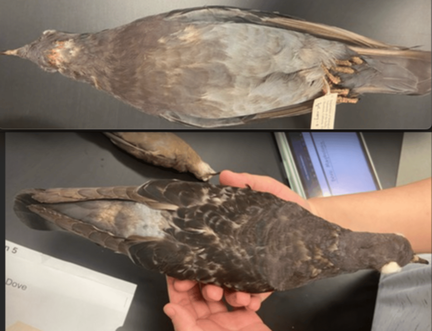 <p></p><p>DIET</p><p>- herbivores (plants/seeds)</p><p>---------------------------</p><p>BEAK</p><p>- sharp</p><p>- short</p><p>- small curve</p><p>---------------------------</p><p>FOOT MORPHOLOGY</p><p>- Anisodactyl</p>