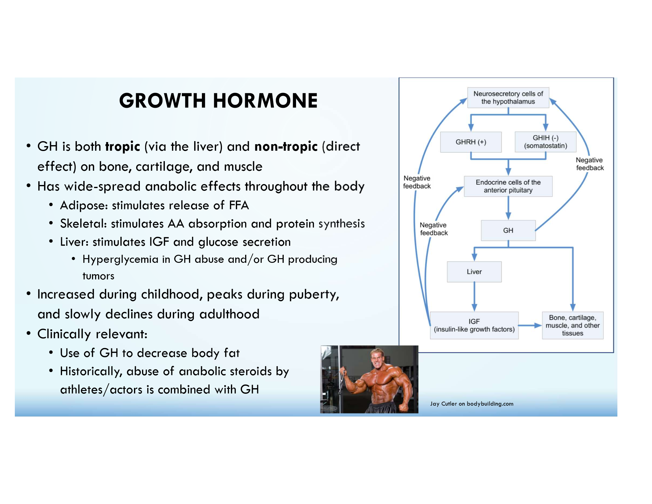 <p>IGF-1 secretion from the liver promotes growth effects.</p>