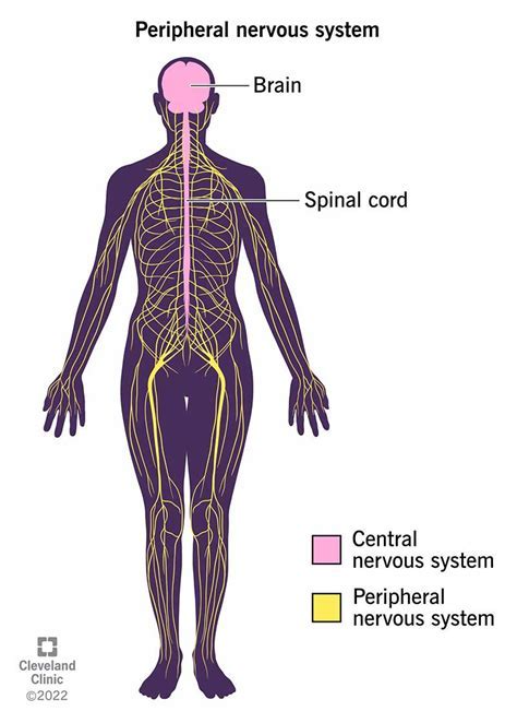 <p><strong>PERIPHERAL NERVOUS SYSTEM</strong></p>