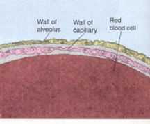 <p>-Lung Surface: epithelial type I cell → epithelial basement membrane</p><p>-Interstitium</p><p>-Blood Vessel: endothelial basement membrane → endothelial cell</p>