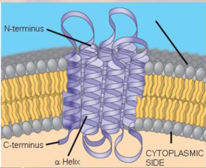 <ul><li><p>penetrate hydrophobic core of lipid bilayer</p></li><li><p>often transmembrane proteins, completely spanning membrane</p></li></ul>