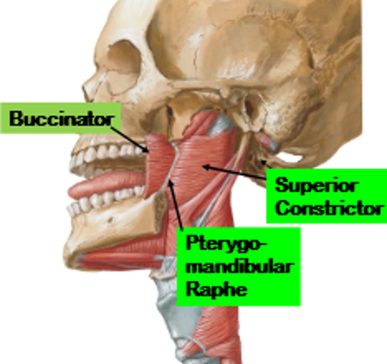 <p>Mylohyoid line, sphenoid, pterygomandibular ligament</p>