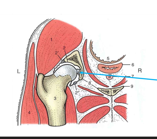 <p>Höftled (namn) (ca), LBF, F (eq)</p>