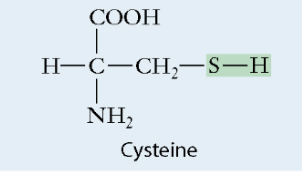 <ul><li><p>Slightly polar</p></li><li><p>Sulfur single bonded to a Hydrogen</p></li><li><p>Found in: proteins</p></li></ul>